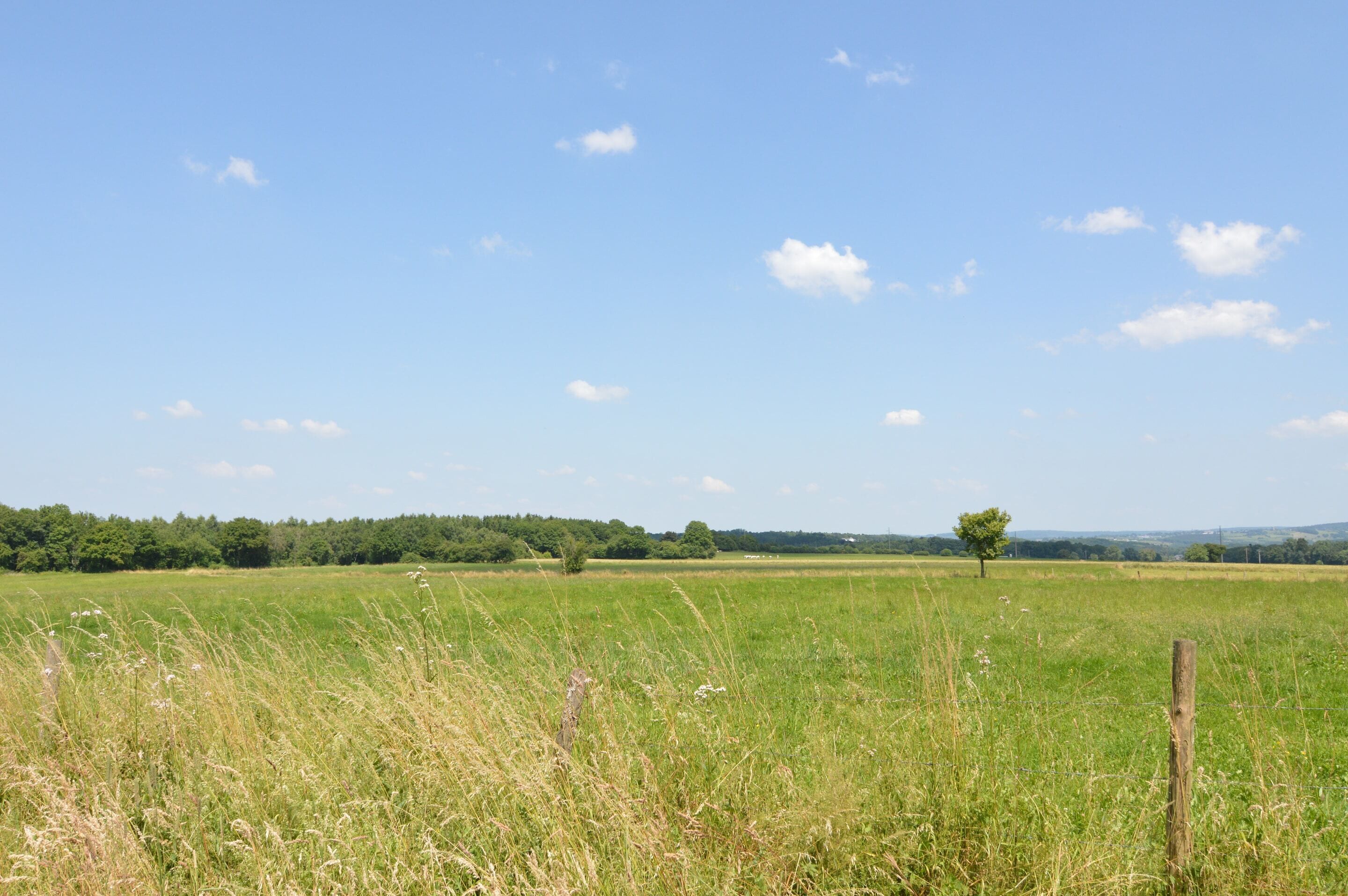 A wide-open field with a single tree and a wooden fence post.