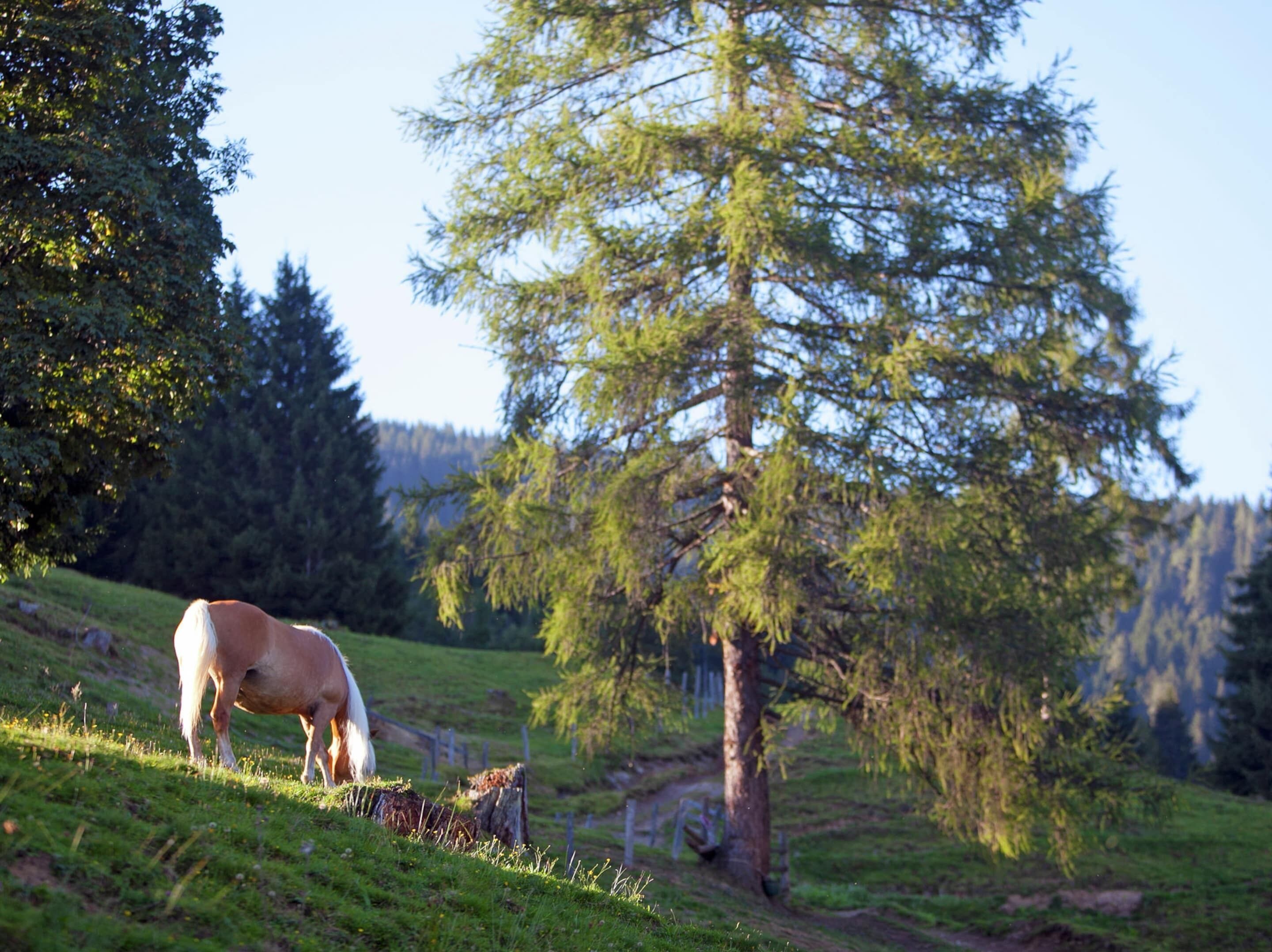 Een paard dat graast in een grasveld met bomen op de achtergrond.