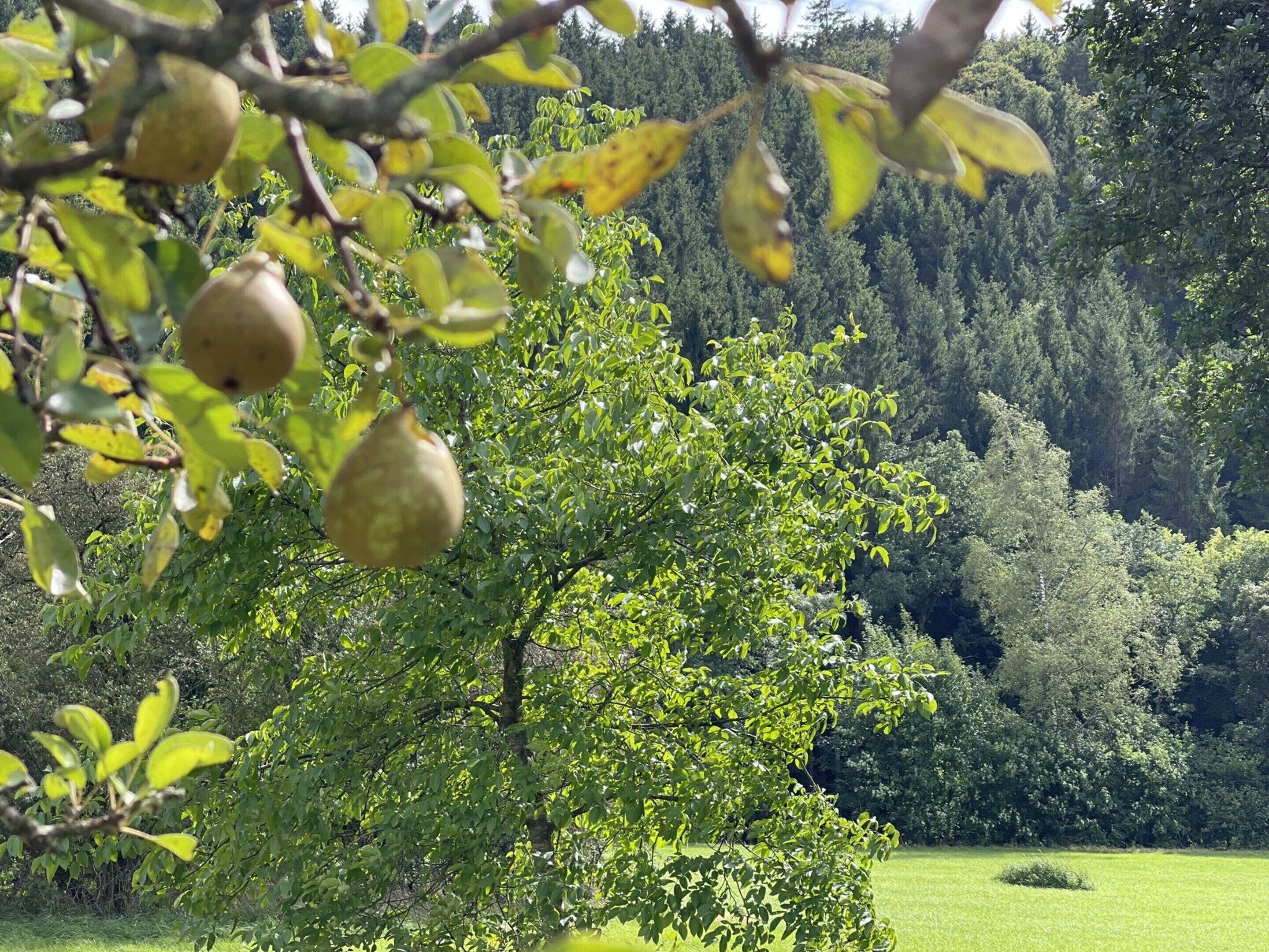 A tree with green leaves and several unripe fruits hanging from its branches.
