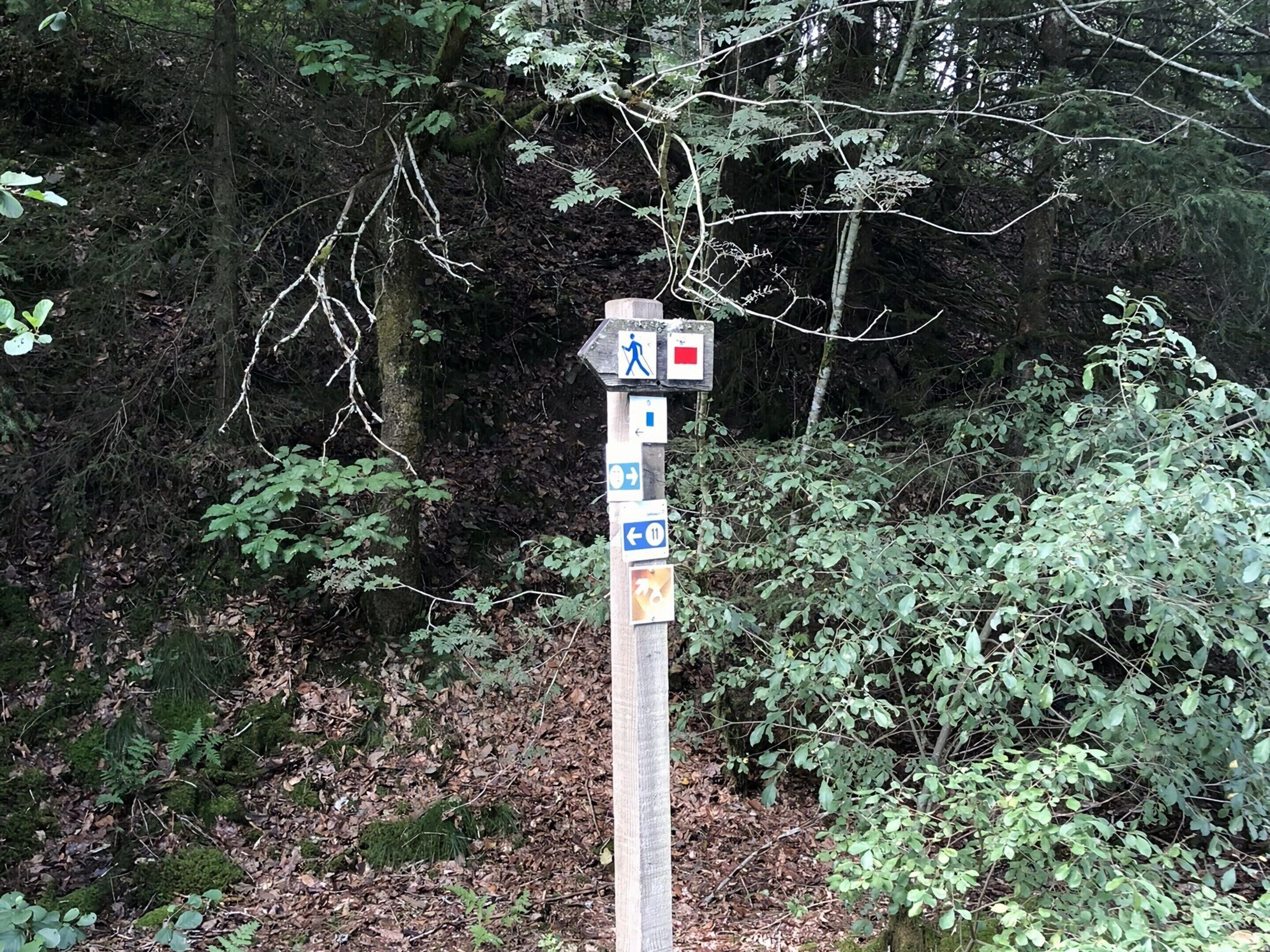 A wooden signpost with directional symbols and numbers in a forested area.