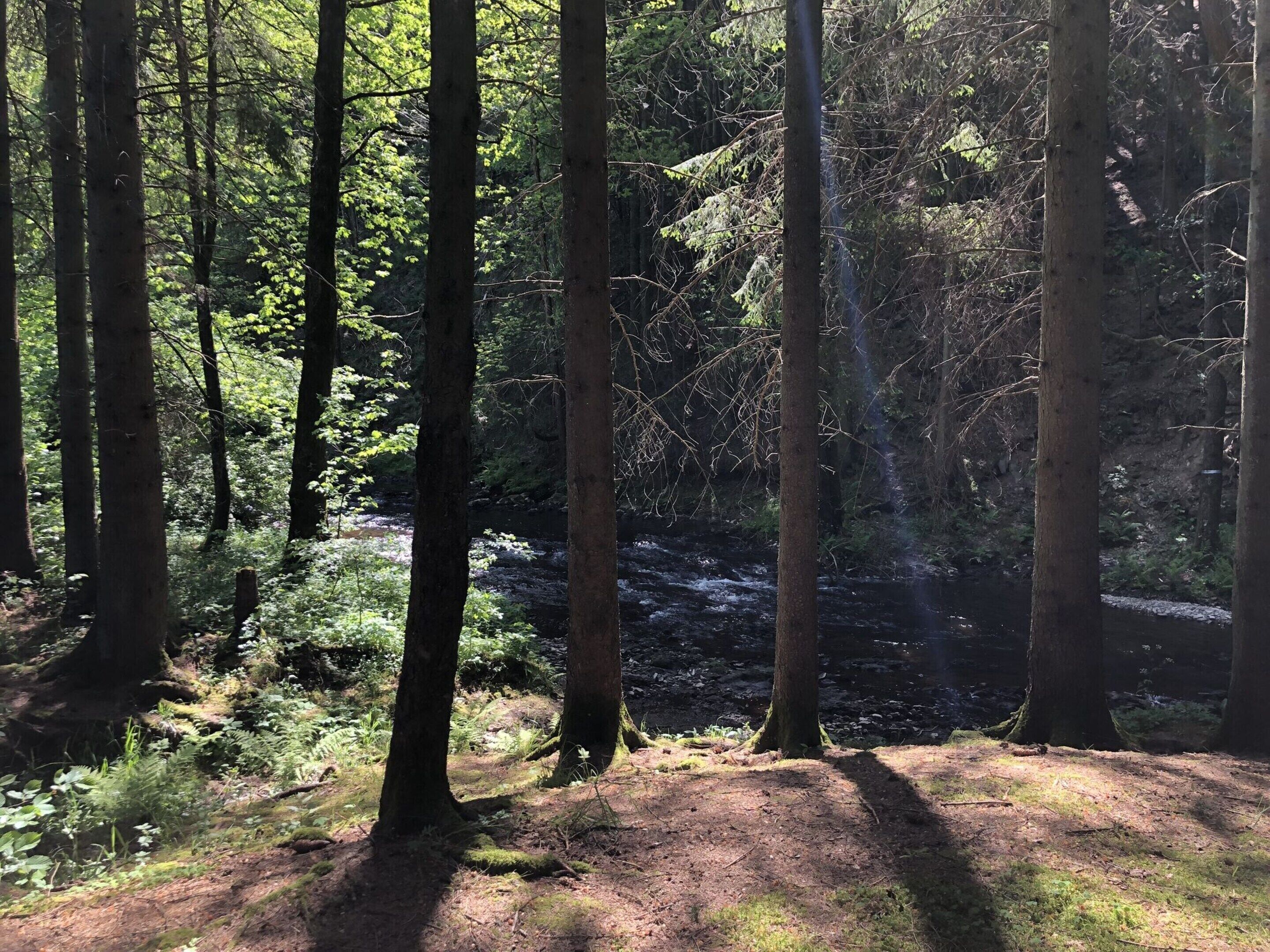 Ein Wald mit hoch aufragenden Bäumen und einem Bach.