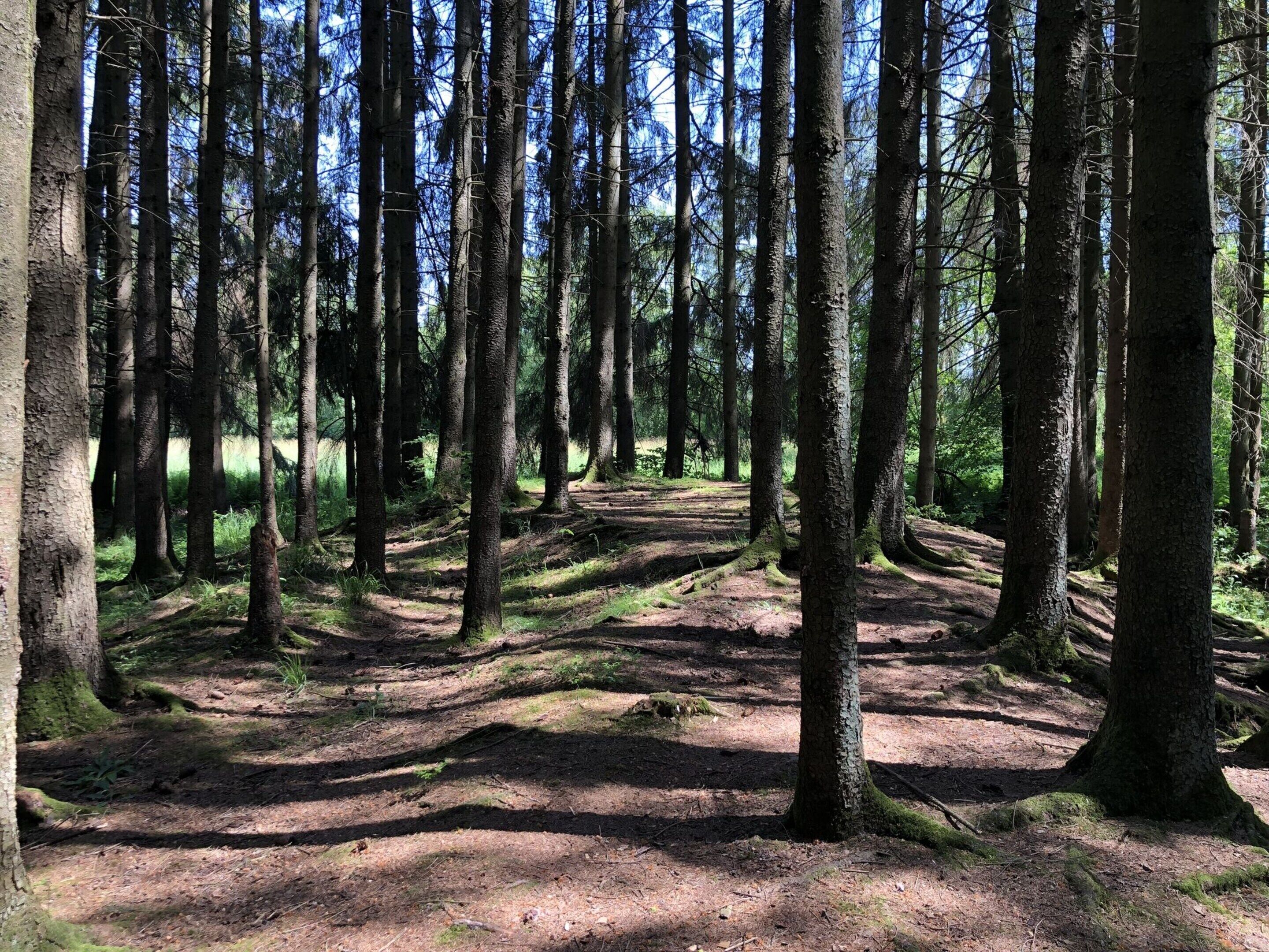 A forest with a clear path.