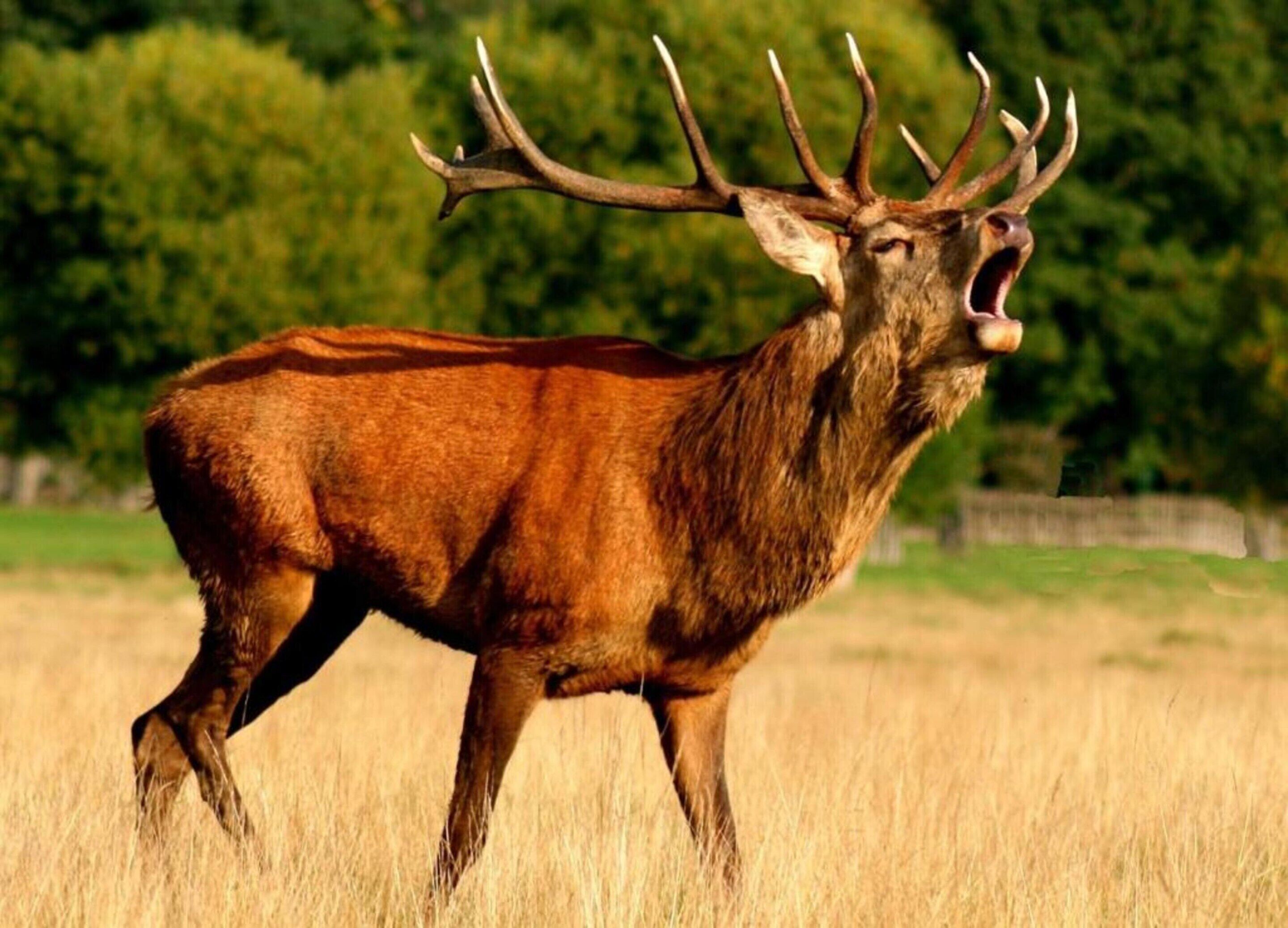 Ein Reh auf einer Wiese mit Bäumen im Hintergrund.