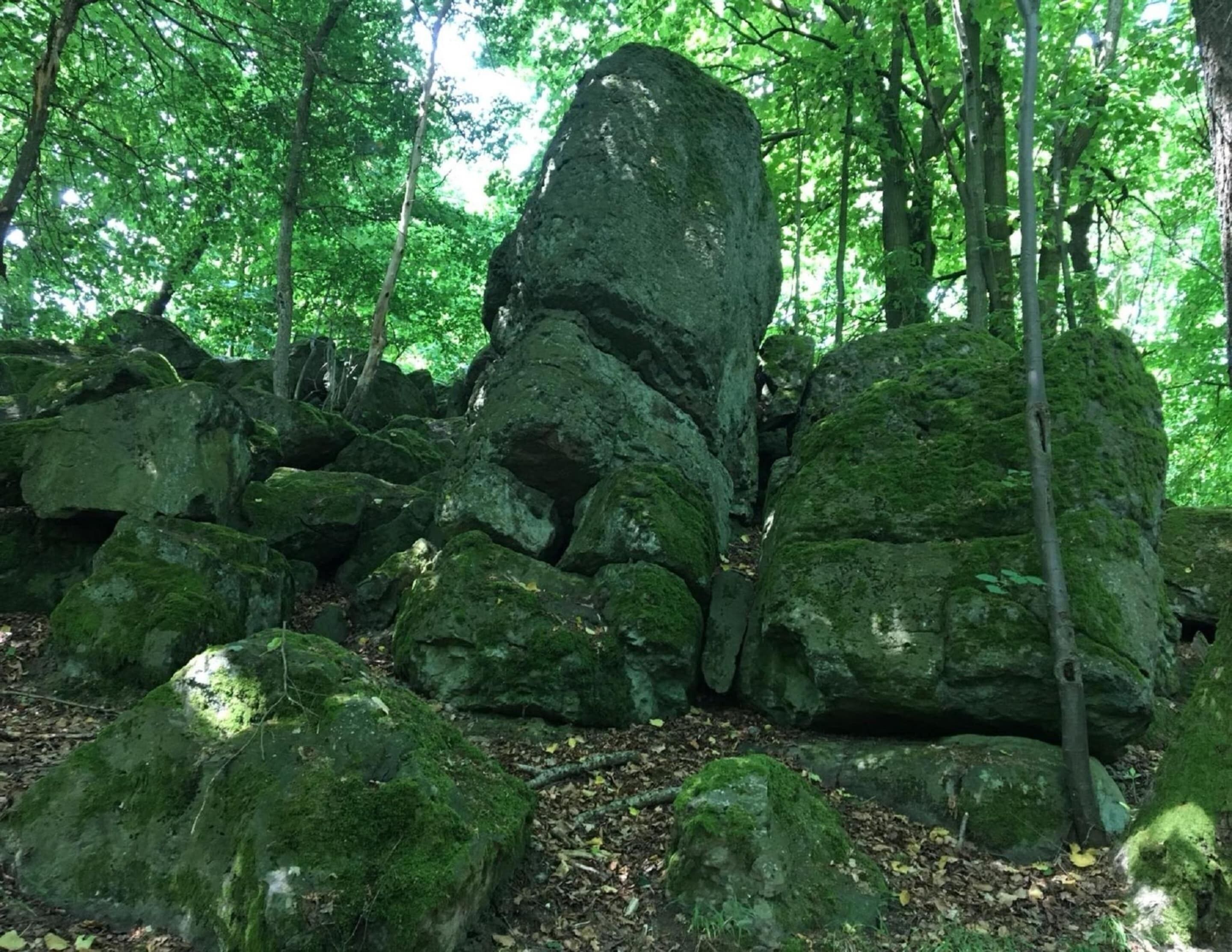 A forest with large moss-covered rocks and dense green foliage.