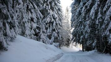 Eine schneebedeckte Straße, gesäumt von dichten Nadelbäumen.