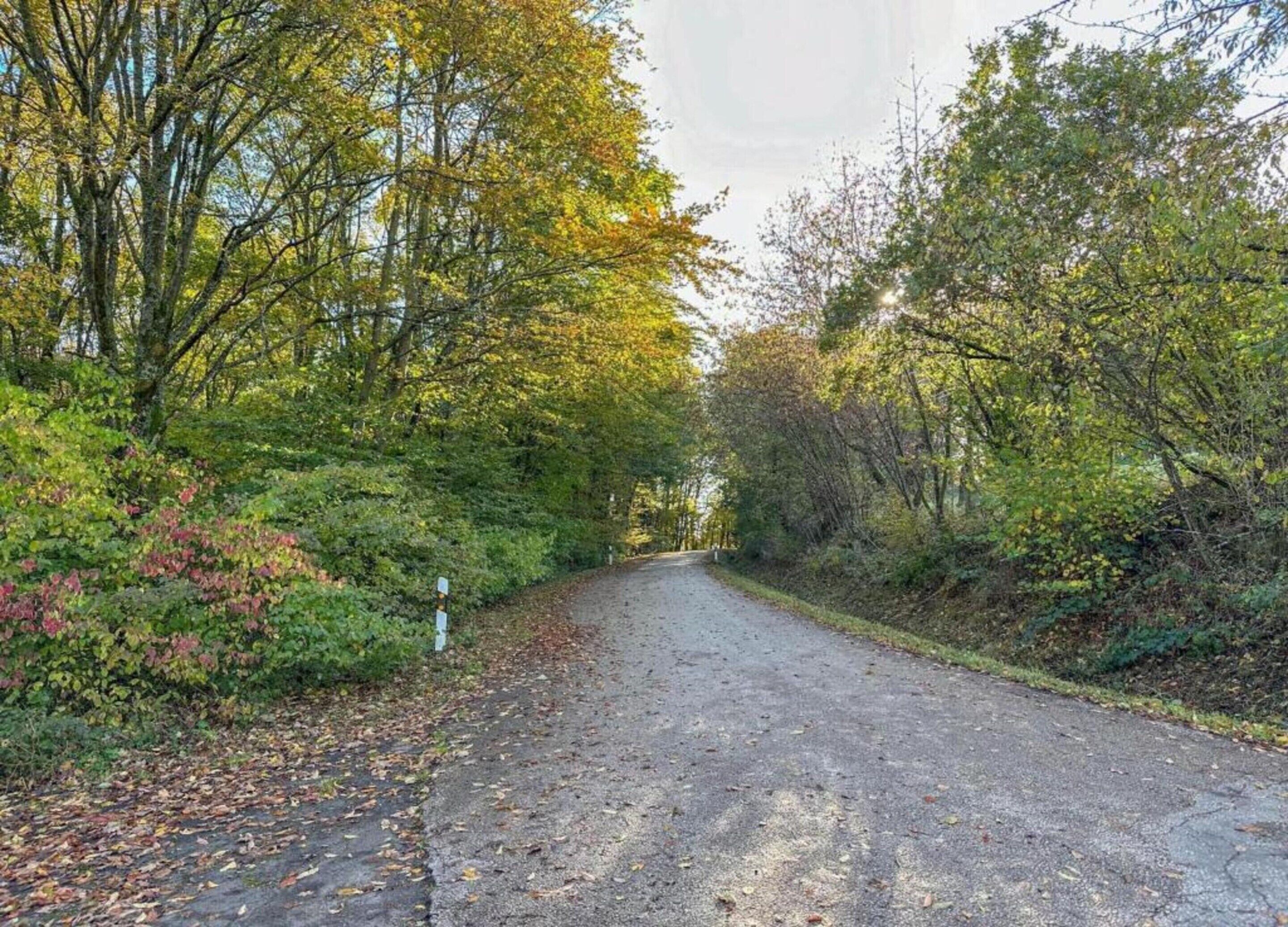 A paved road flanked by dense foliage and trees, leading into a forested area.