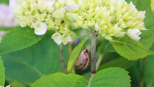A cluster of pale yellow flowers with green leaves. - Peaceful Apartment in Wismar near Beach (Wismar)