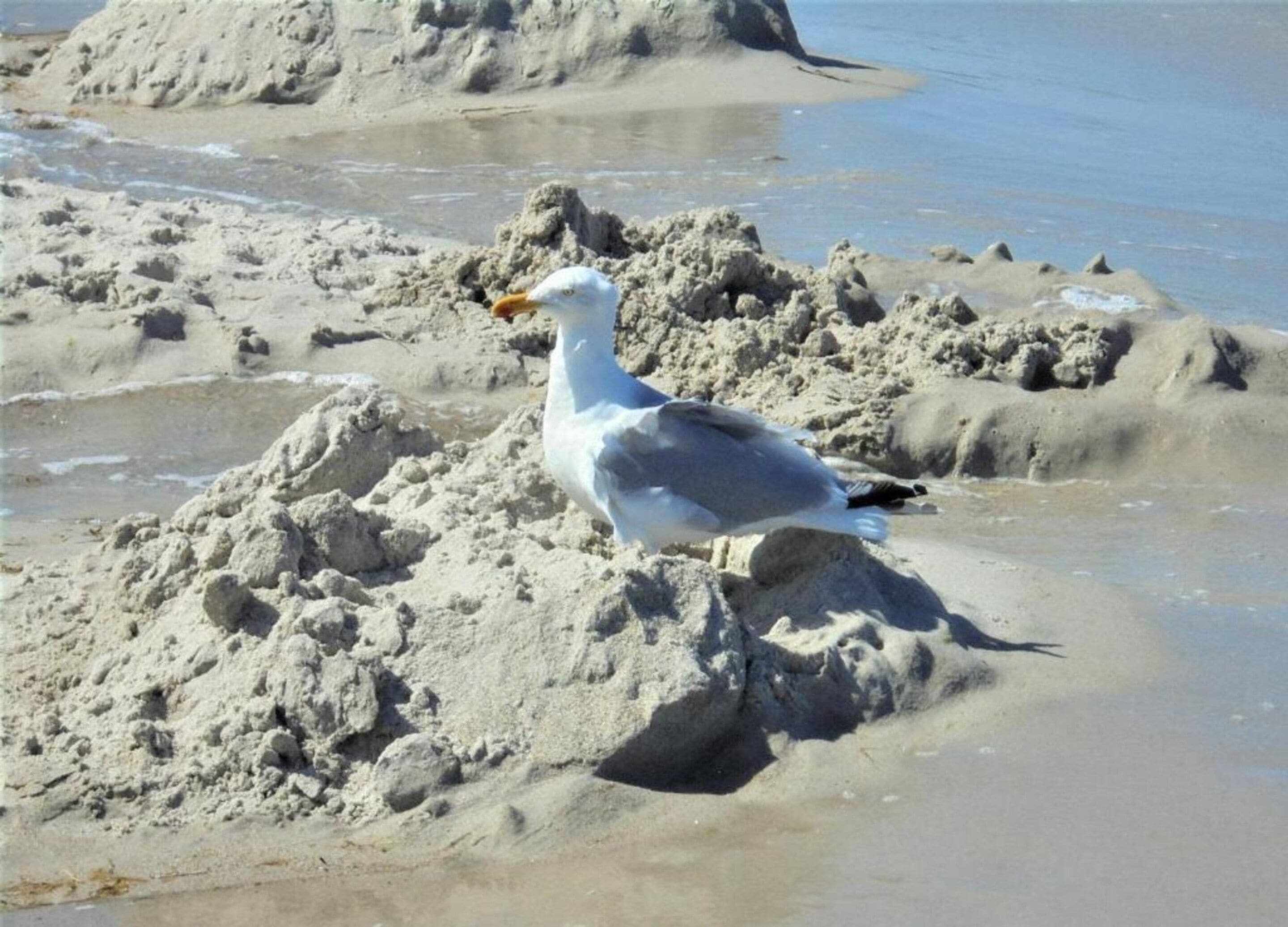 A seagull standing on a sandy beach with sand mounds and water in the background.