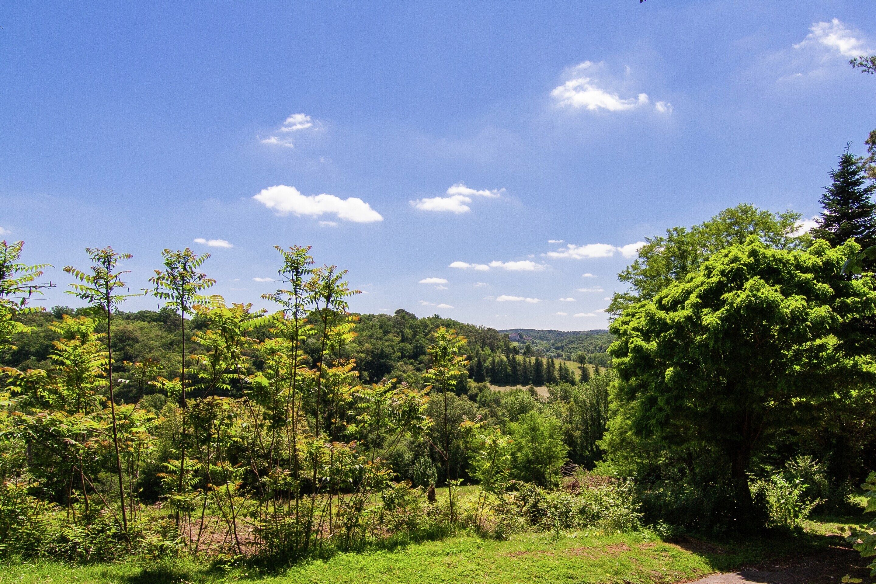 Un paysage naturel avec des arbres et un ciel dégagé.