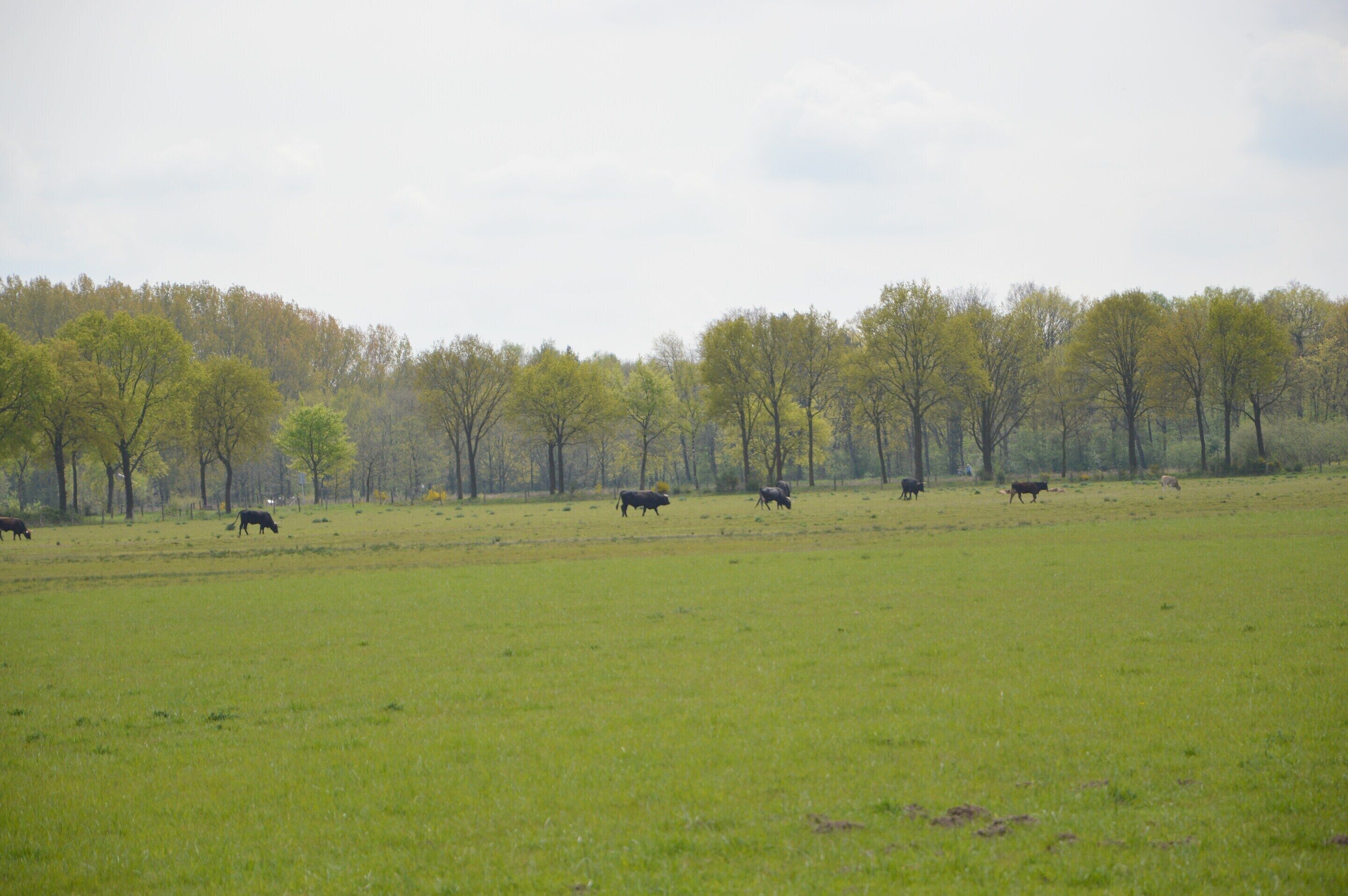 A wide, open field with several cows grazing.