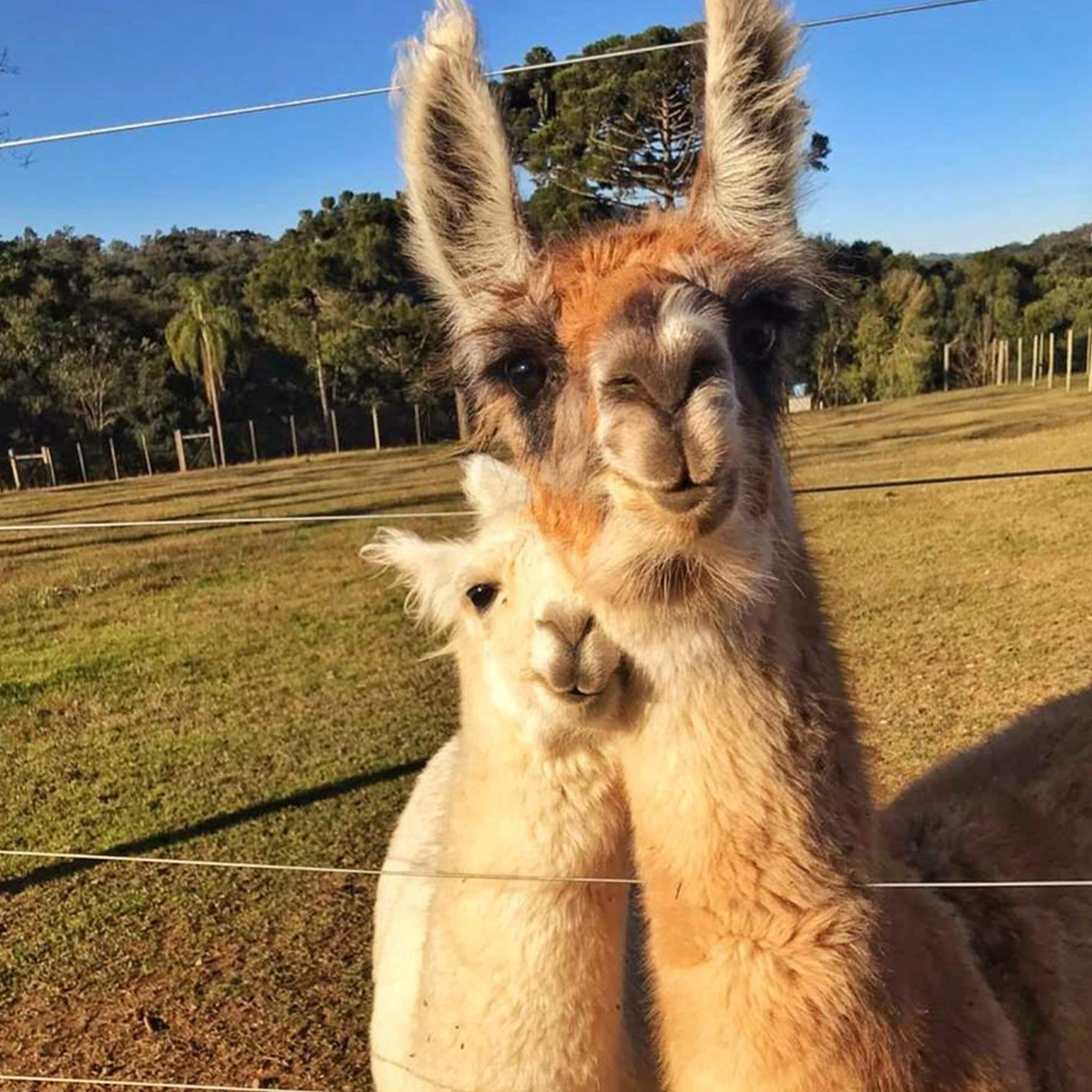 Una llama con una llama joven en un área cercada, con césped y árboles al fondo.
