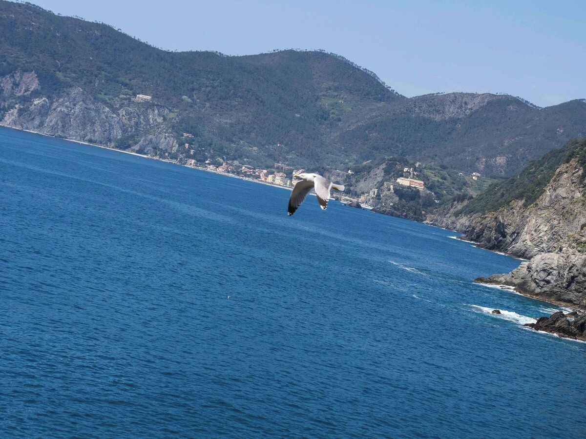 A coastal landscape with a seagull flying over the water, rocky cliffs, and a clear sky.