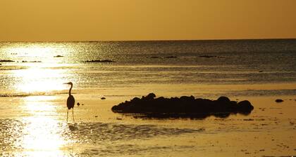 Victoria lake view Guest House & Safaris