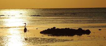 Victoria lake view Guest House & Safaris