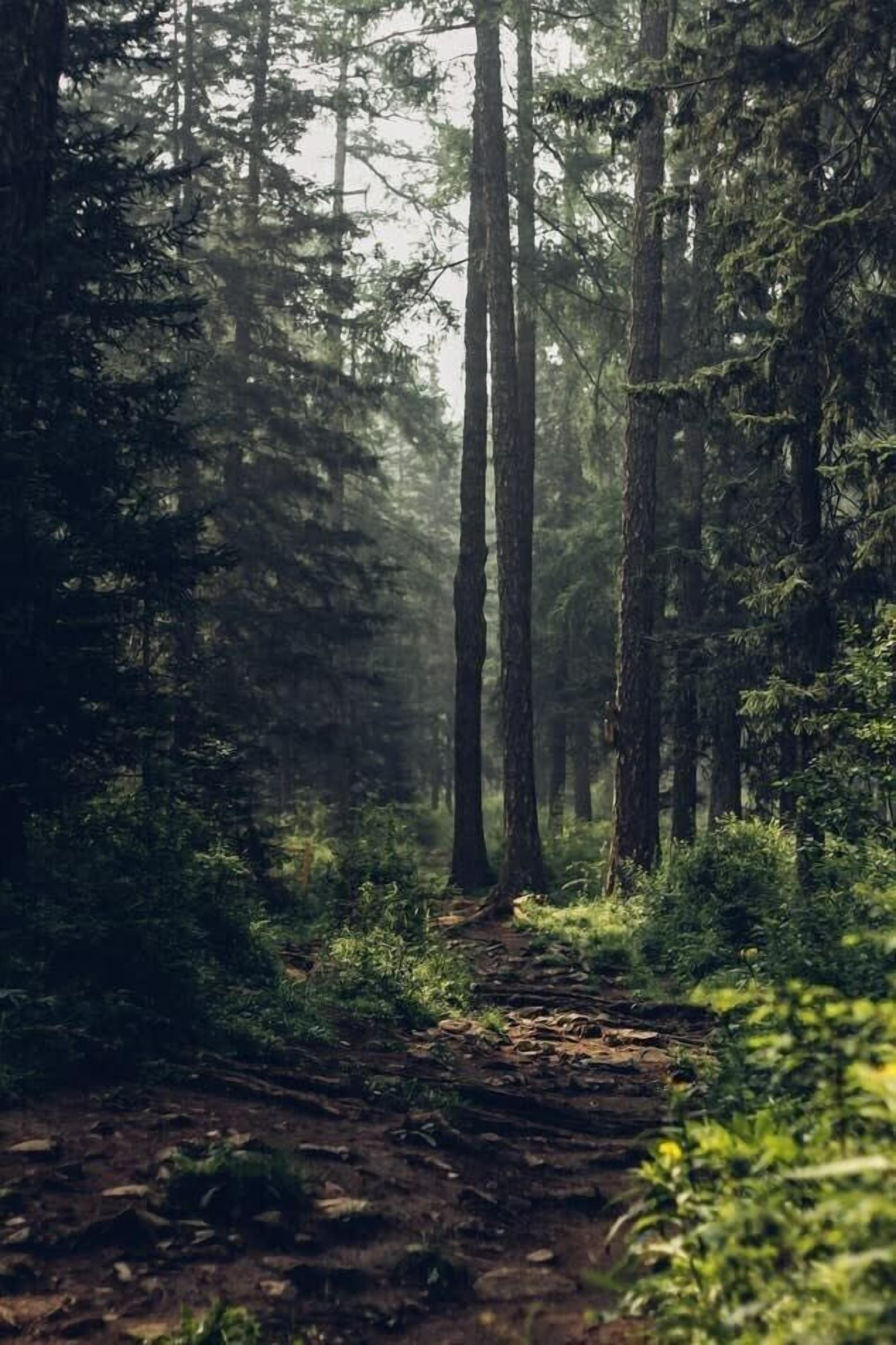 En sti gennem en skov omgivet af høje træer.