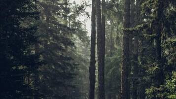 En sti gennem en skov omgivet af høje træer.