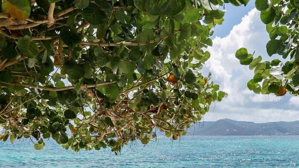 A beach with clear turquoise water, white sand, and green foliage overhead. - Villa Nautilus, Nautilus on Sapphire Beach (Charlotte Amalie)