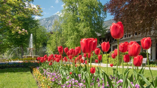 Een tuin met rode tulpen, een fontein en een gebouw op de achtergrond.