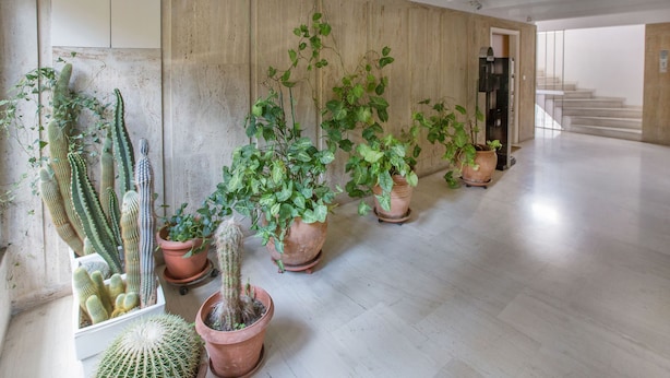 A hallway with potted plants and cacti, wooden walls, and a staircase in the background.