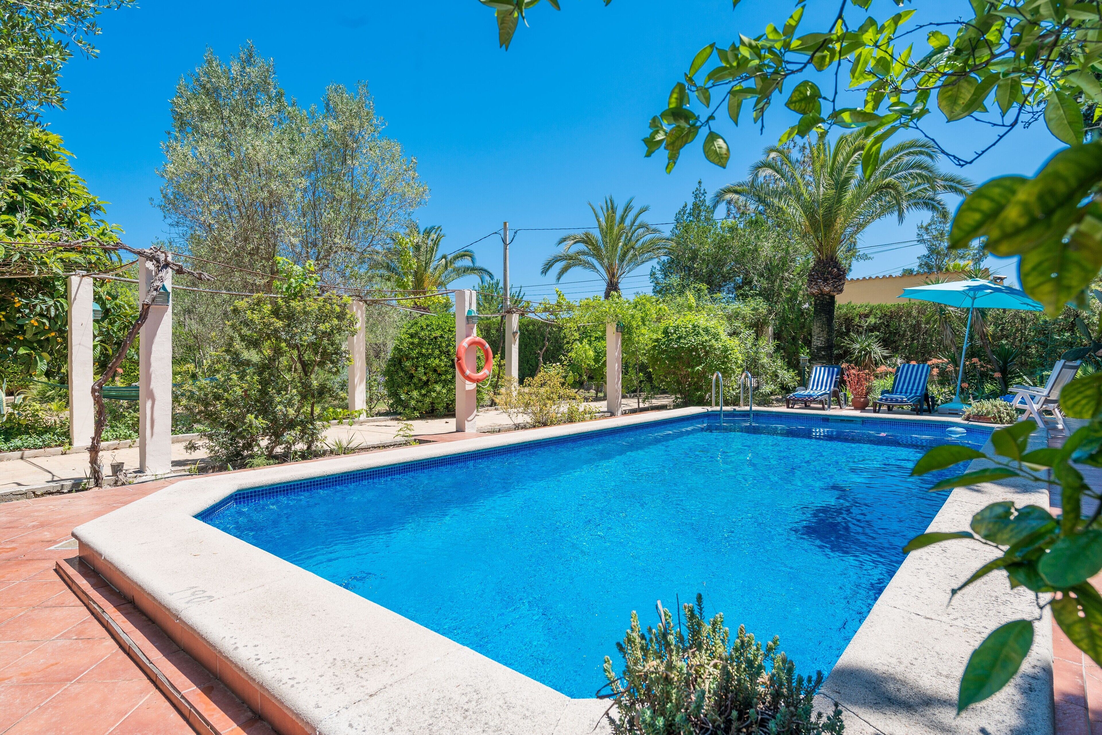 Una piscina rectangular con borde de azulejos, rodeada de follaje y palmeras.