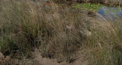Savannah Sand Dollar
