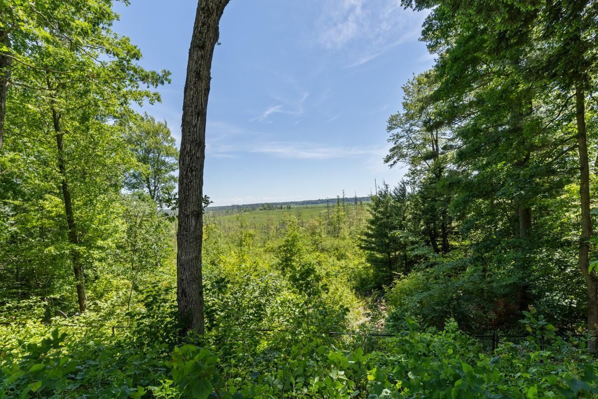 A dense forest with tall trees and a clear sky.