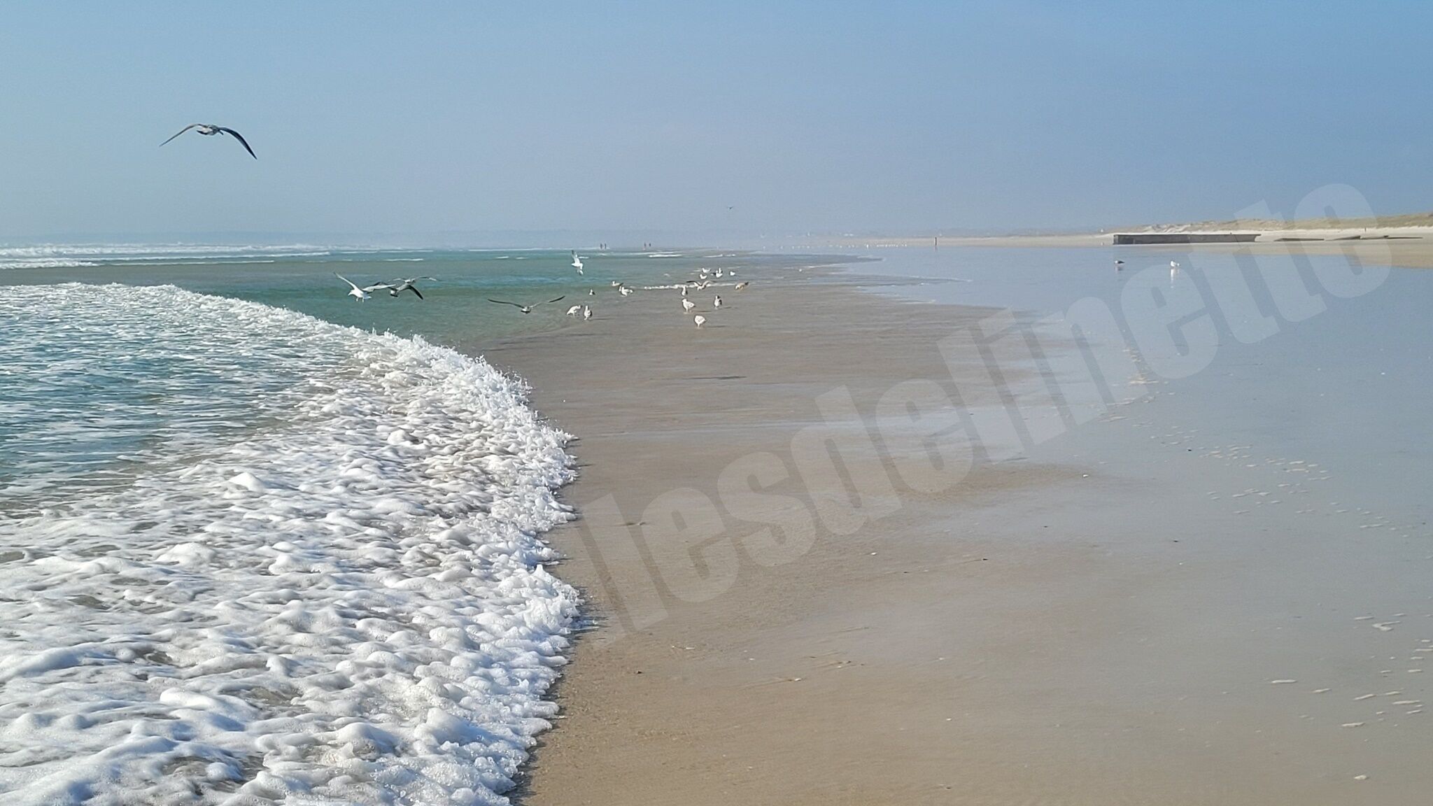 Une plage où les vagues viennent lécher le rivage, un ciel dégagé et des mouettes qui volent.