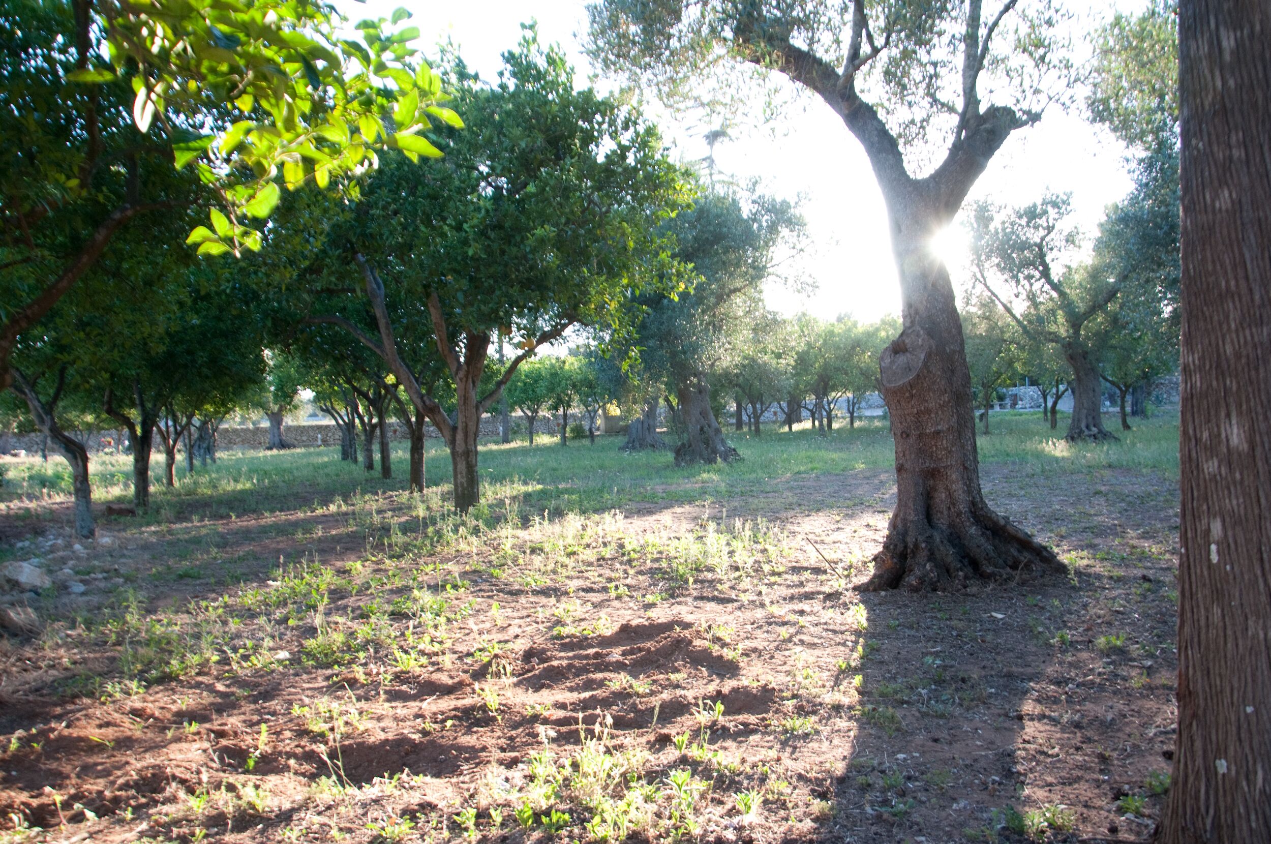 Un espace extérieur bordé d’arbres, avec un sol en terre battue et une clôture en bois en arrière-plan.