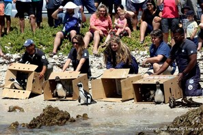 Pinguini in scatole di cartone circondati da persone.
