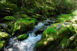 Ein natürlicher Bach fließt über Felsen in einem bewaldeten Gebiet.