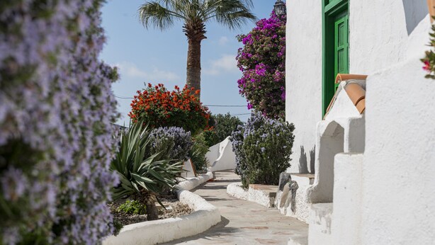 Un estrecho sendero de piedra que lleva a un edificio blanco con contraventanas verdes y una palmera.