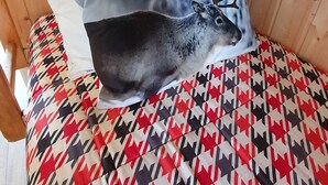 A bed with patterned bedding, a pillow with a deer design, and a wall-mounted light fixture. - Studio with mountain corner 1 (AVORIAZ)
