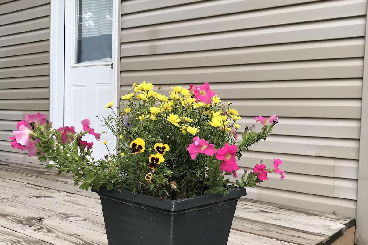 A black planter with yellow and pink flowers on a wooden deck in front of a house with a sign reading "The Cabin".
