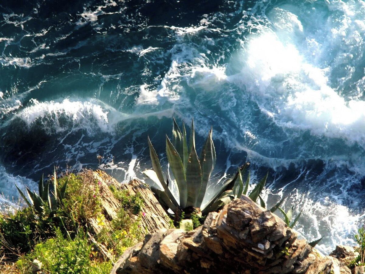 A rocky coastline with agave plants and waves crashing against the shore.