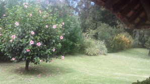 Un giardino con un albero fiorito di fiori rosa, un prato curato e diversi arbusti.
