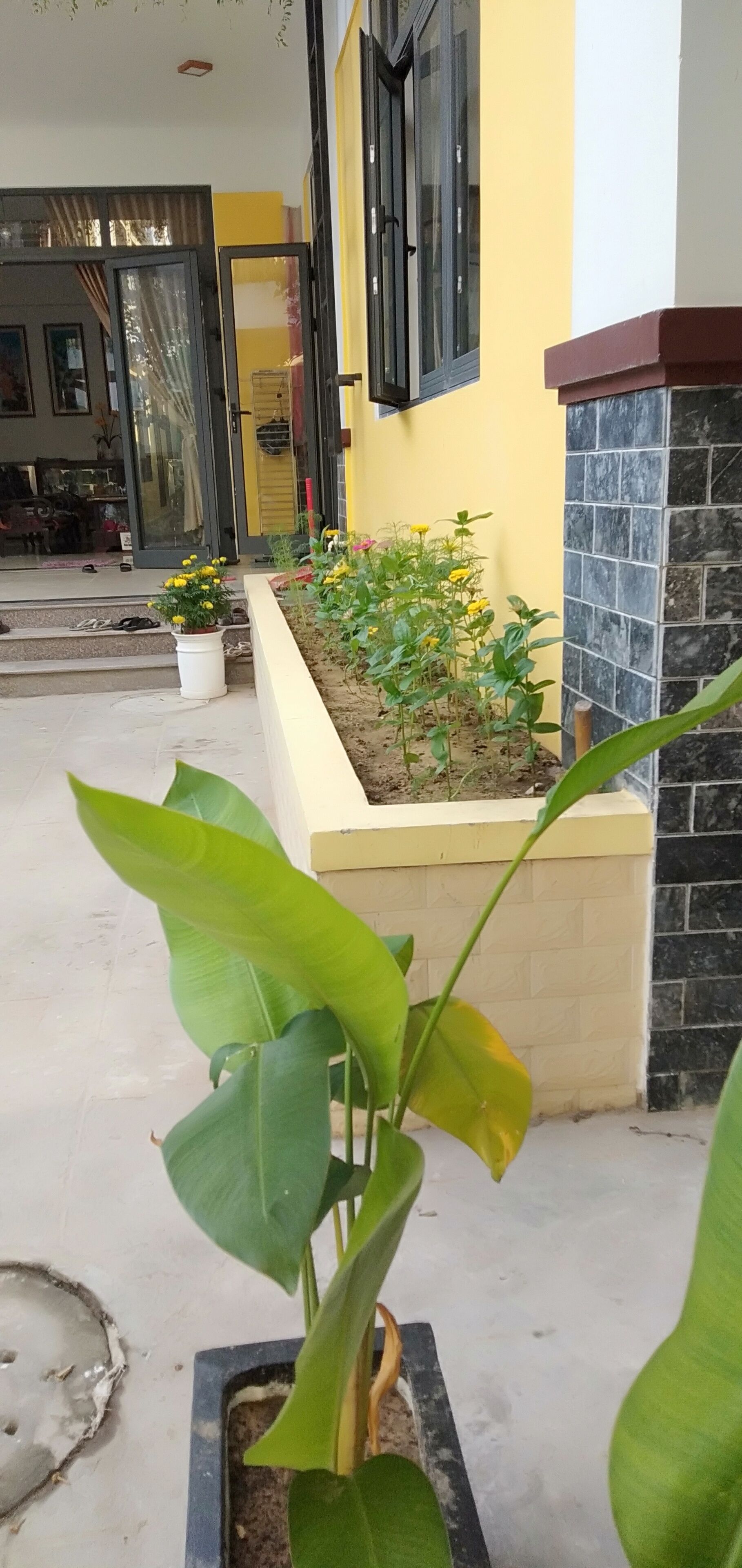Une entrée d’immeuble avec un mur jaune, une fenêtre à cadre noir et un jardinier contenant des fleurs jaunes.