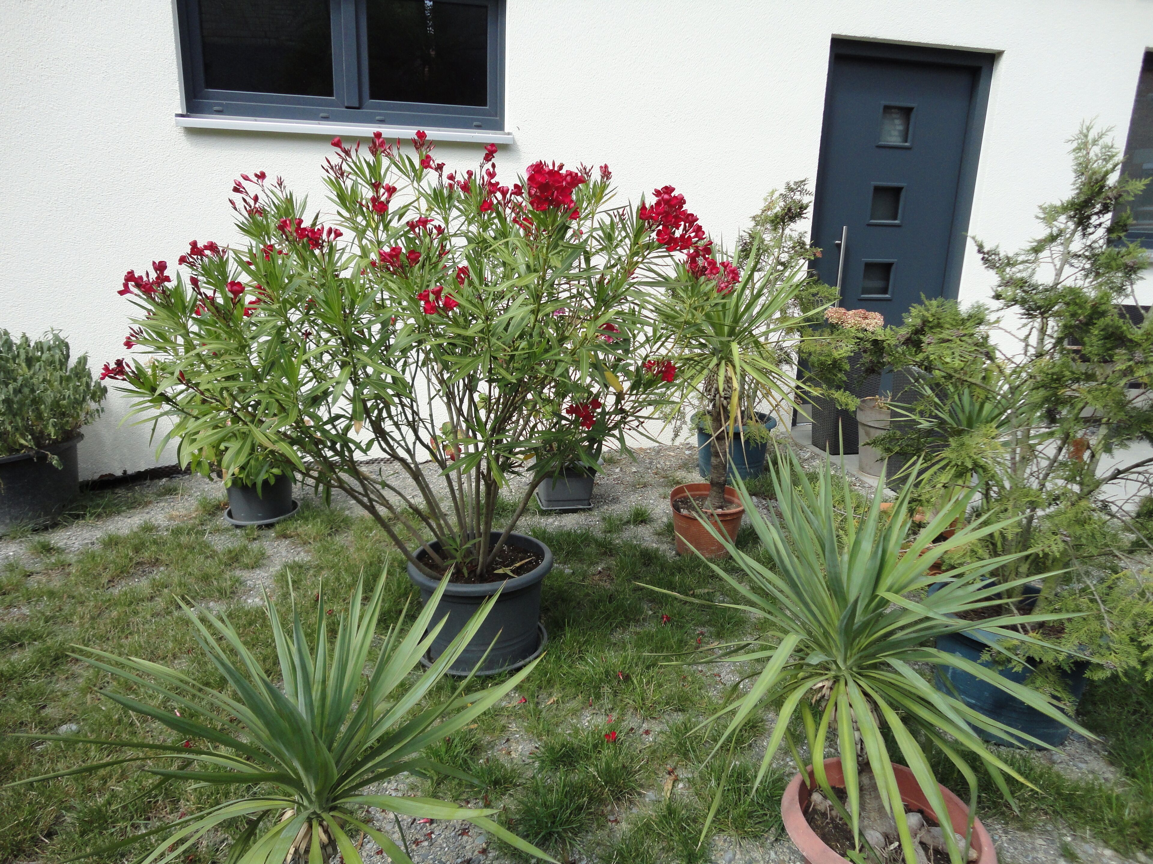 Un jardin avec différentes plantes en pot, une fenêtre et une porte.