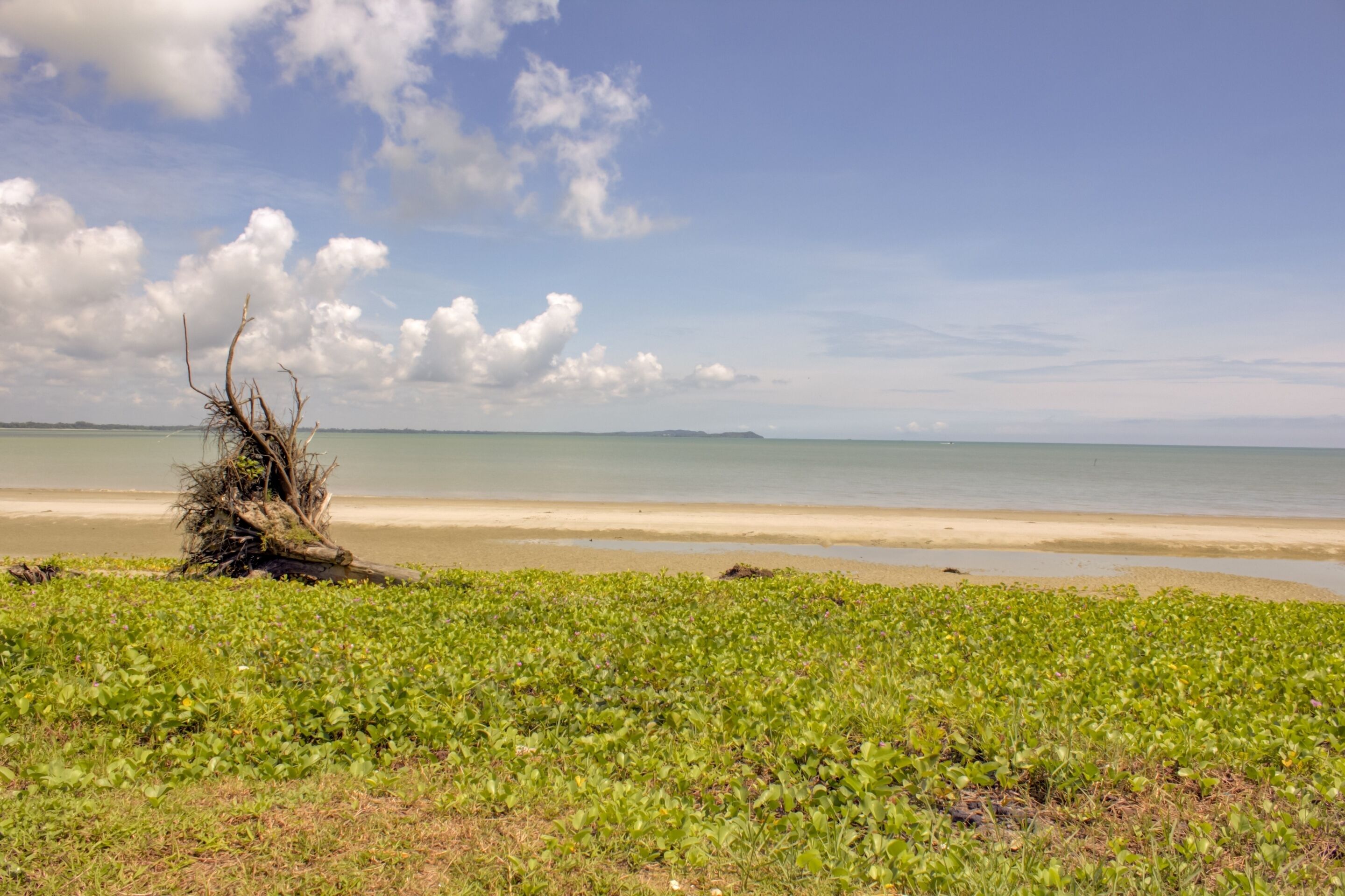 A beach with green vegetation and a tree in the foreground.
