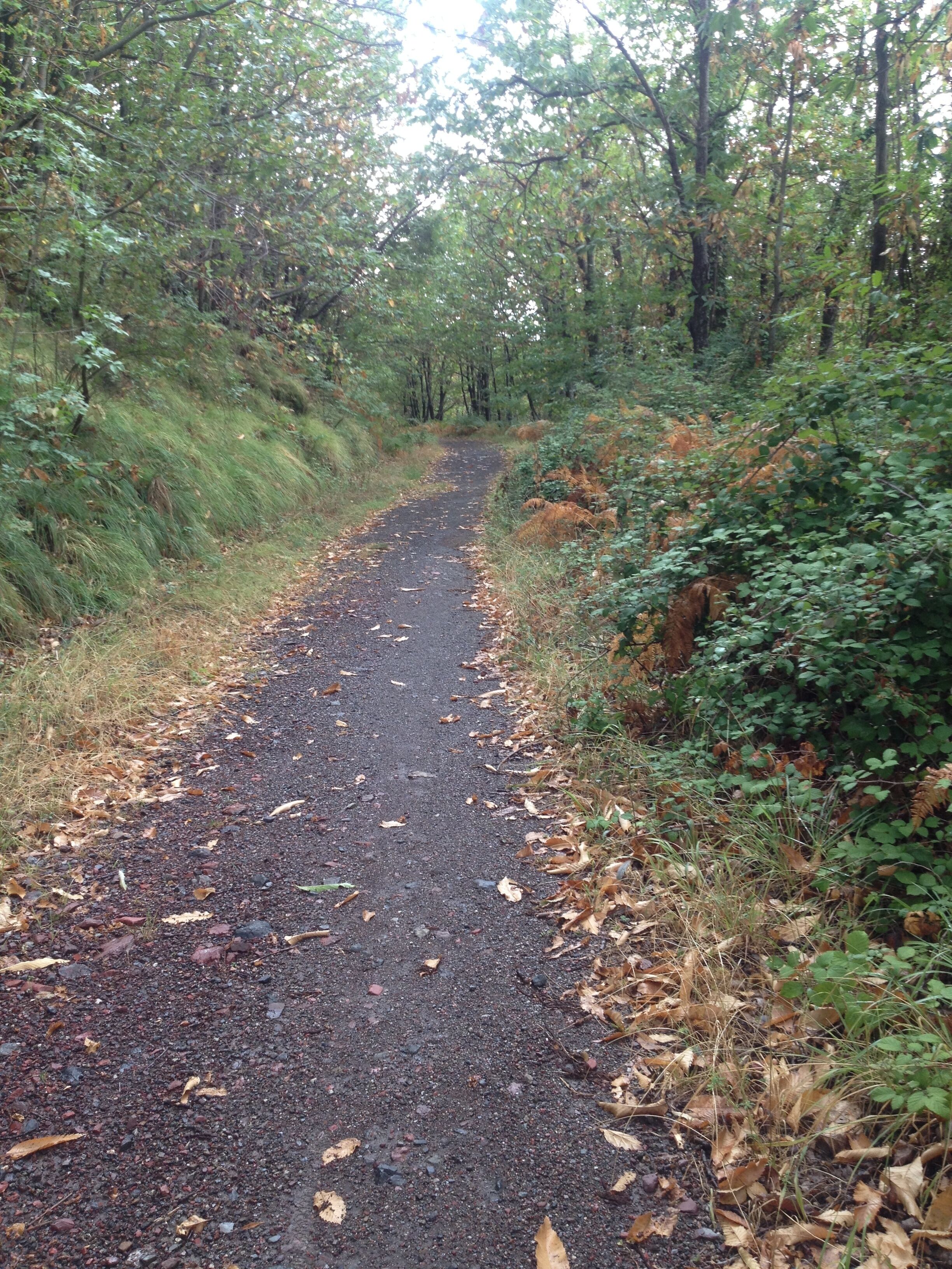 Un sentier étroit et non pavé, bordé d’une végétation dense et d’arbres.
