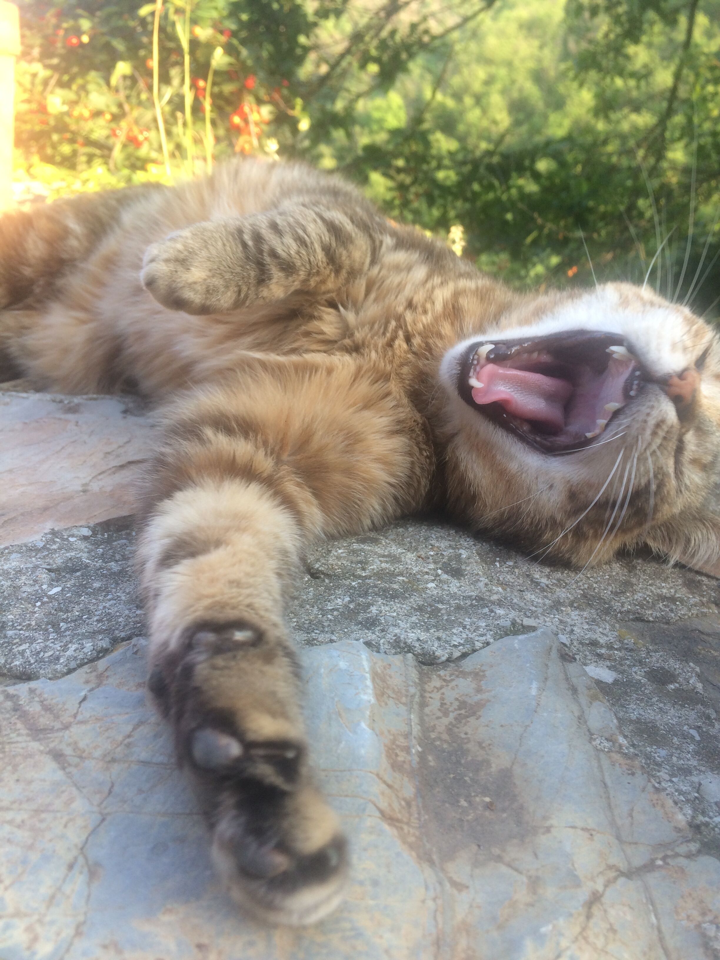 A cat lying on a stone surface outdoors.