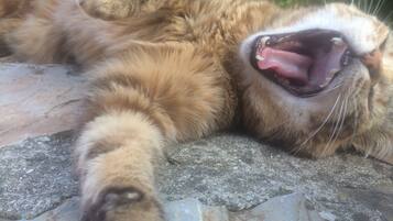 Een kat ligt op een stenen oppervlak buiten.