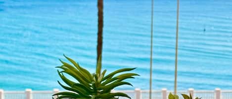 A potted plant with a patterned pot on a table with a view of the sea and a palm tree in the background.