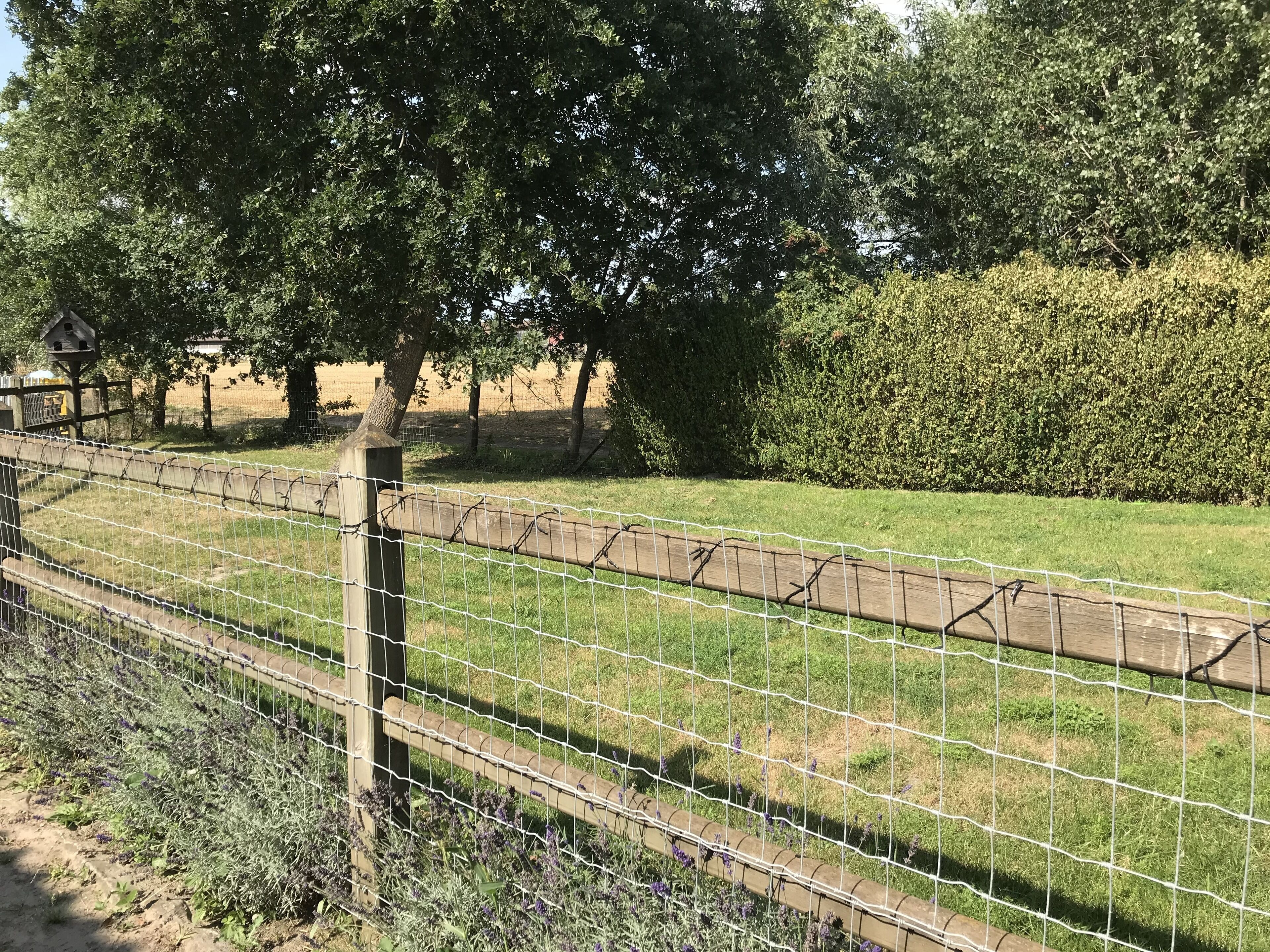 Een omheind tuingebied met een houten bankje, een boom en een haag.