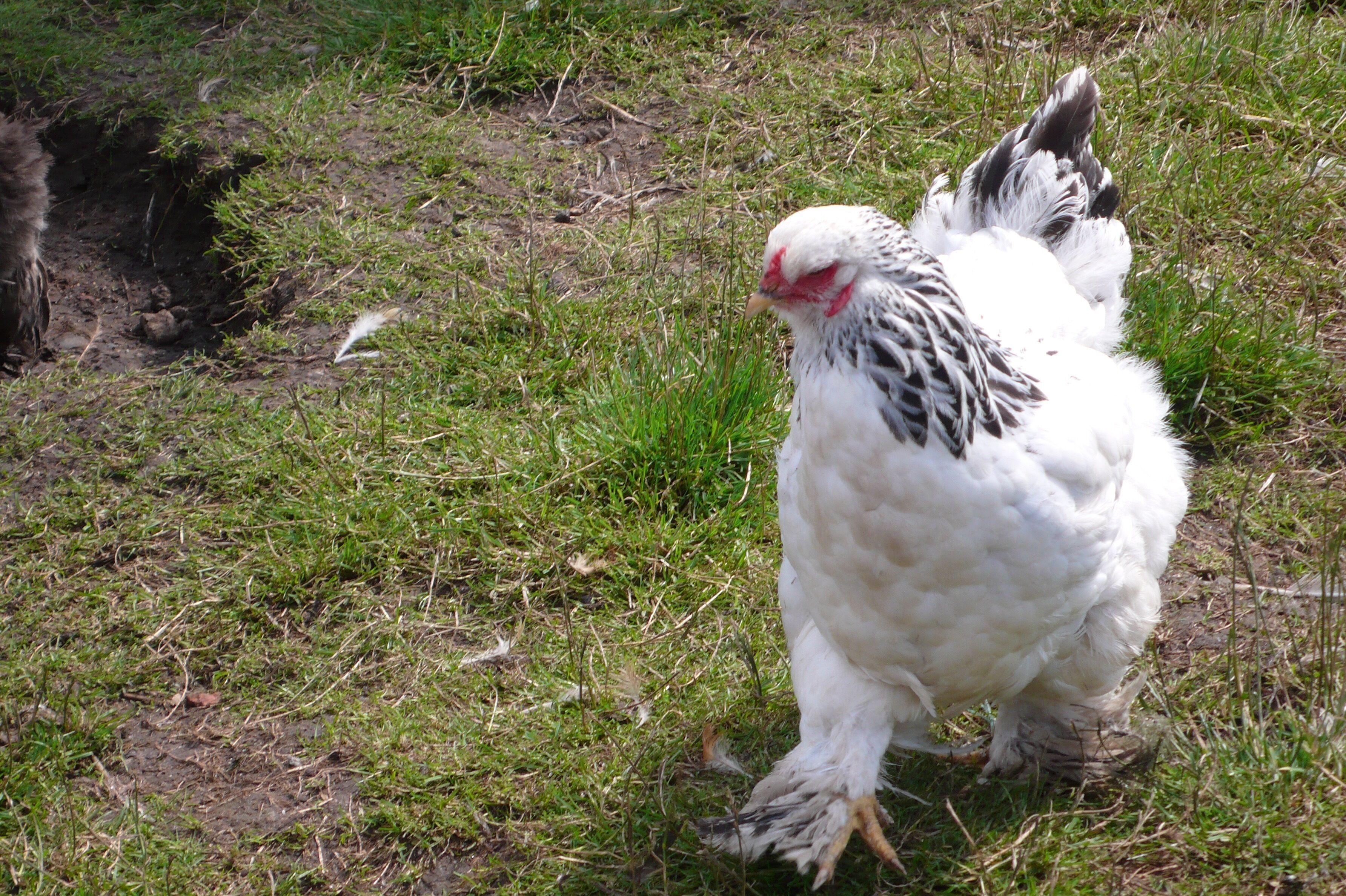 A white chicken with black and white feathers standing on grass.