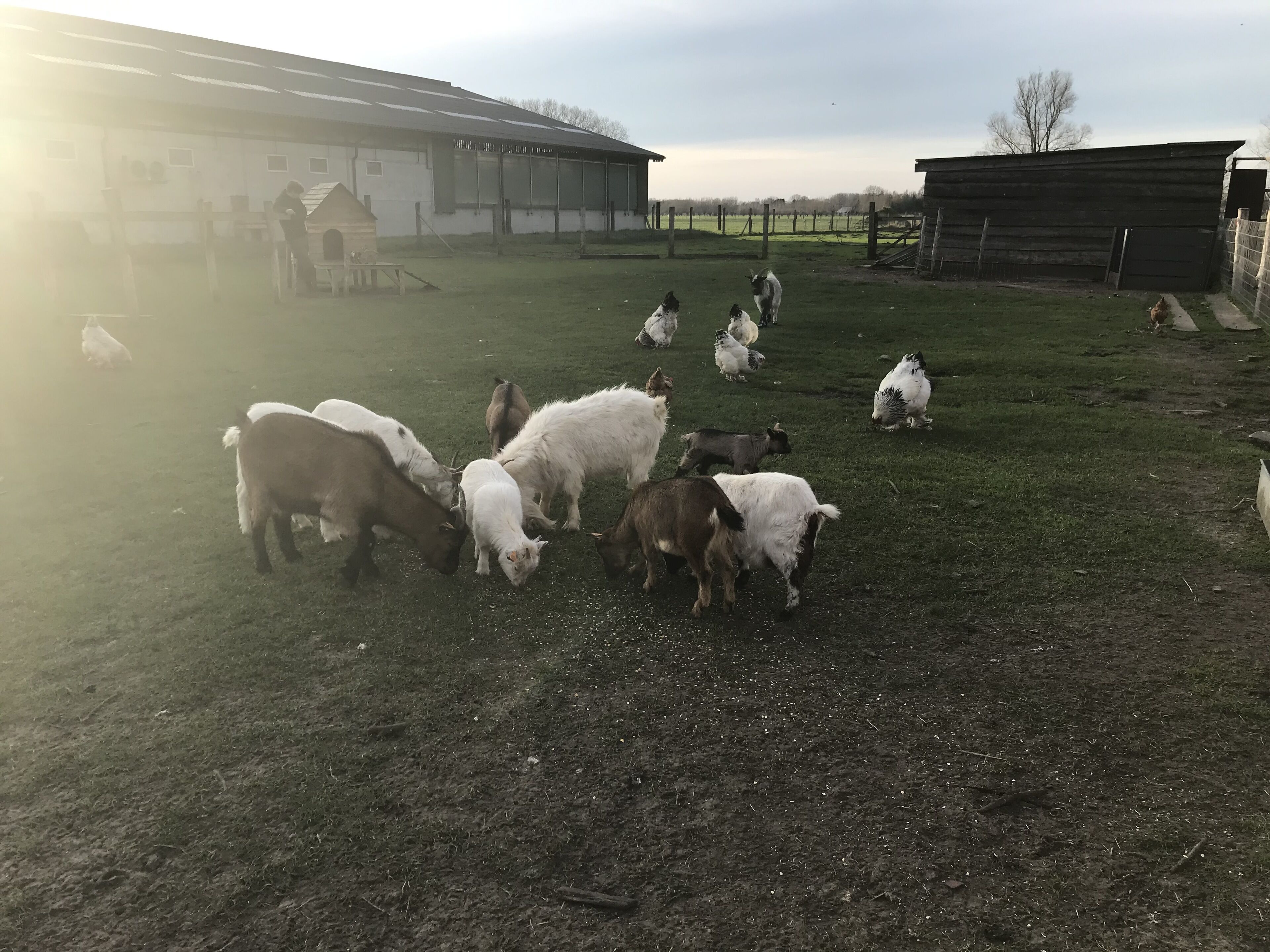 Una granja con un granero, un área cercada y varias cabras pastando.