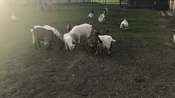 Una granja con un granero, un área cercada y varias cabras pastando.