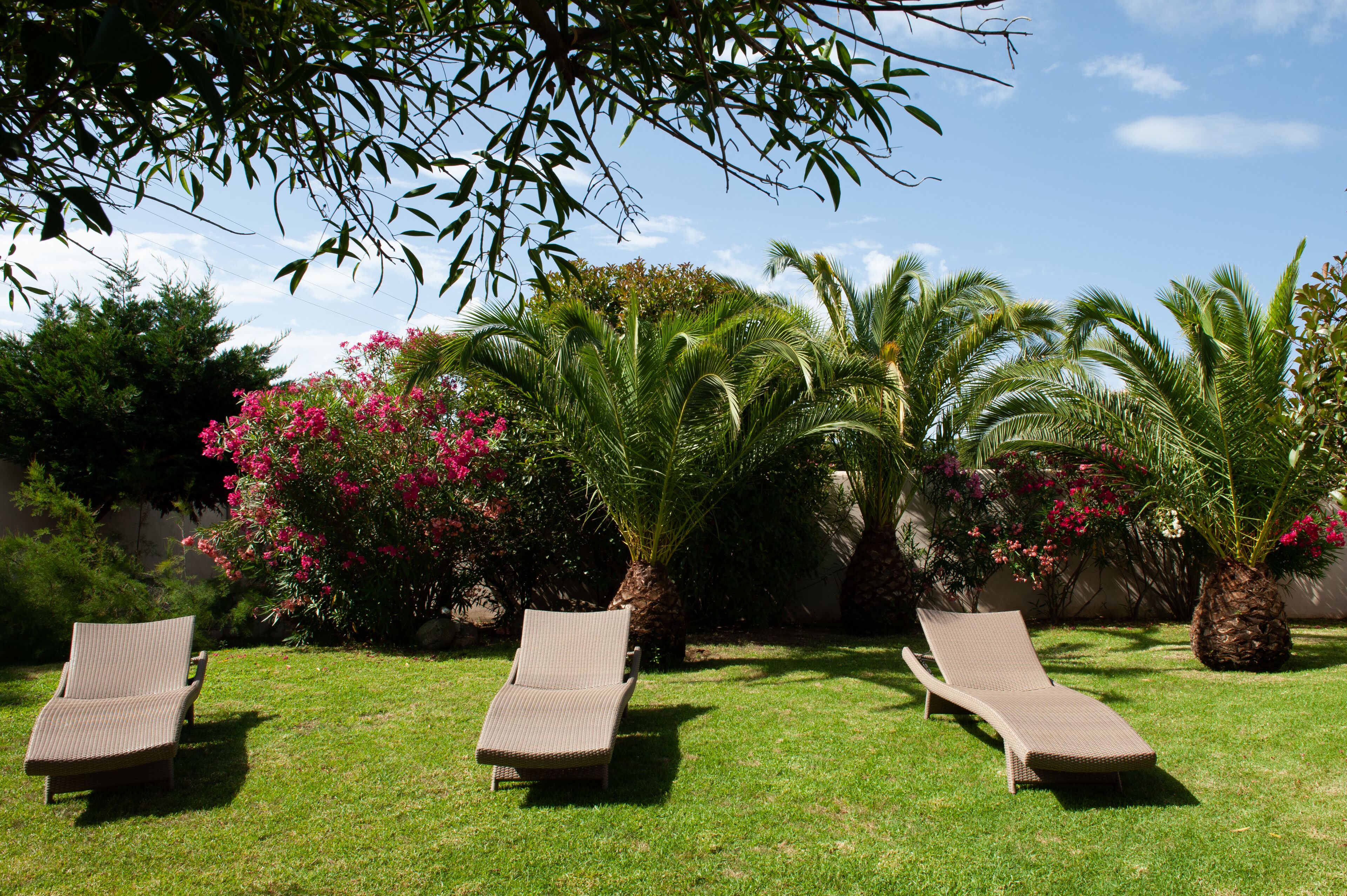 Ein Garten mit drei Liegestühlen, Palmen und blühenden Büschen.
