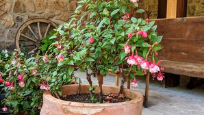 Una maceta de terracota grande con una planta floreciente, un banco de madera y un muro de piedra con una rueda de madera al fondo.