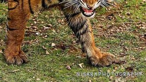 Exterior - The Ranthambhore Safari Tours (Sawai Madhopur)