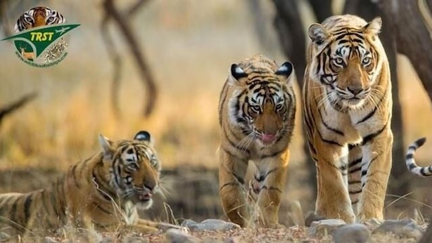 Segway tours - The Ranthambhore Safari Tours (Sawai Madhopur)